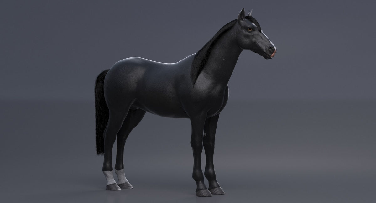 Horse Black 3D Model