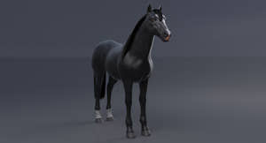 Horse Black 3D Model Thumbnail
