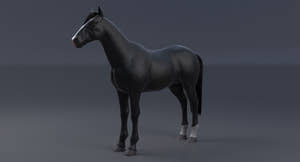 Horse Black 3D Model Thumbnail