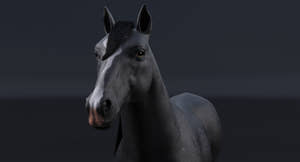Black Horse 3D Model Thumbnail