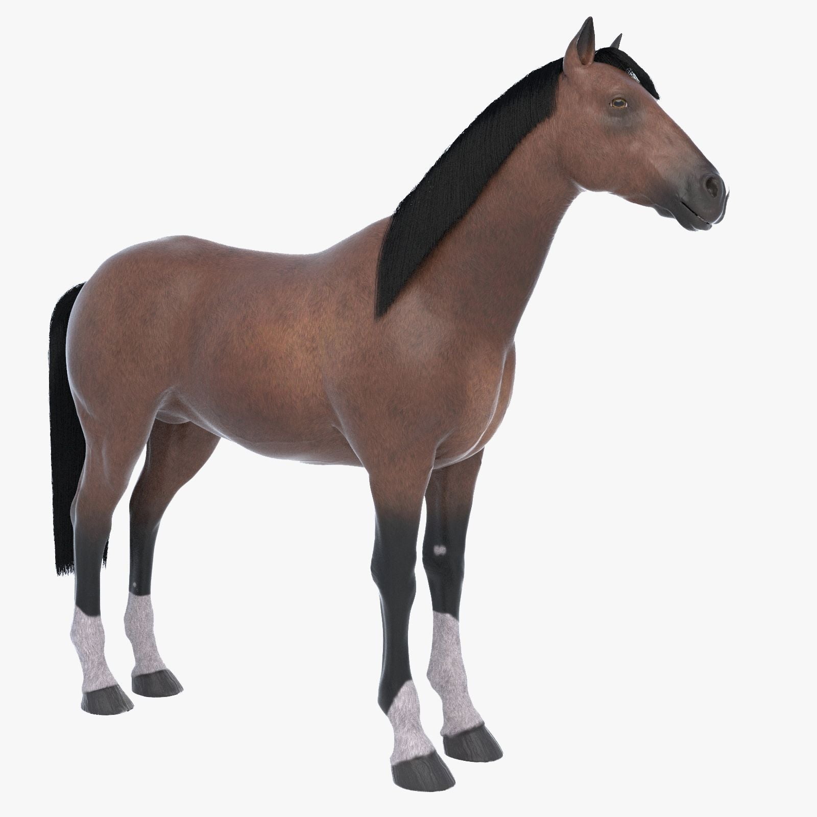 Horse Brown 3D Model