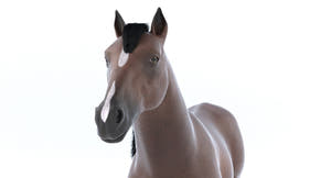 Brown Horse 3D Model V-Ray Thumbnail
