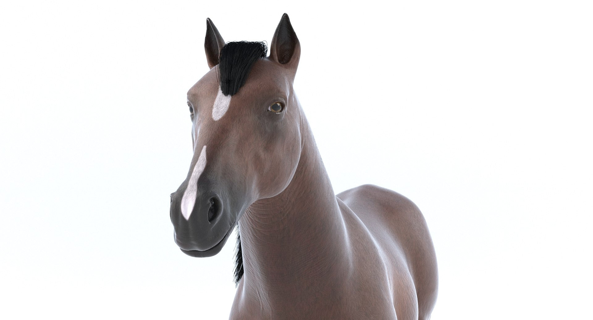 Brown Horse 3D Model V-Ray