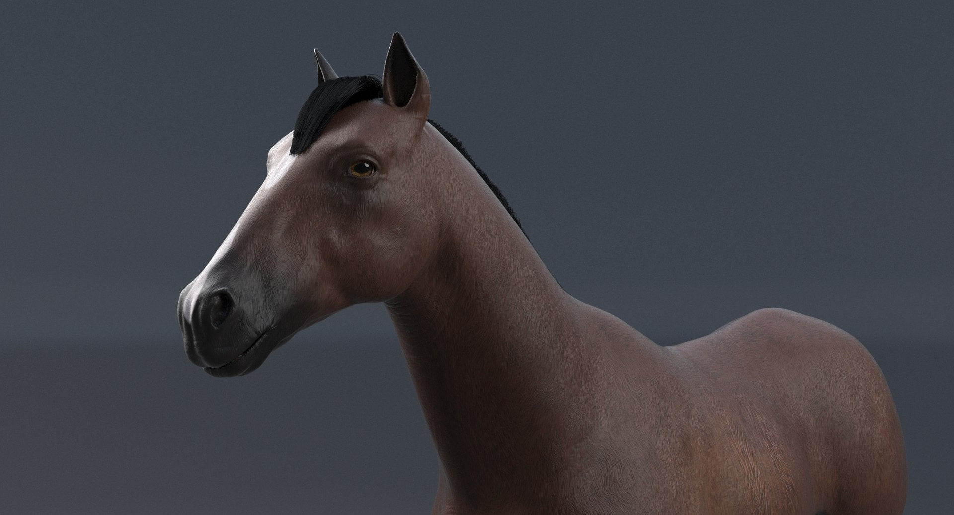 Brown Horse 3D Model V-Ray