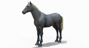 Horse Grey 3D Model Thumbnail