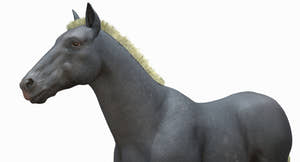 Horse Grey 3D Model Thumbnail