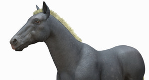 Horse Grey 3D Model Thumbnail