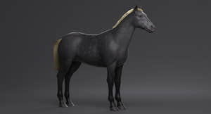 Horse Grey 3D Model Thumbnail