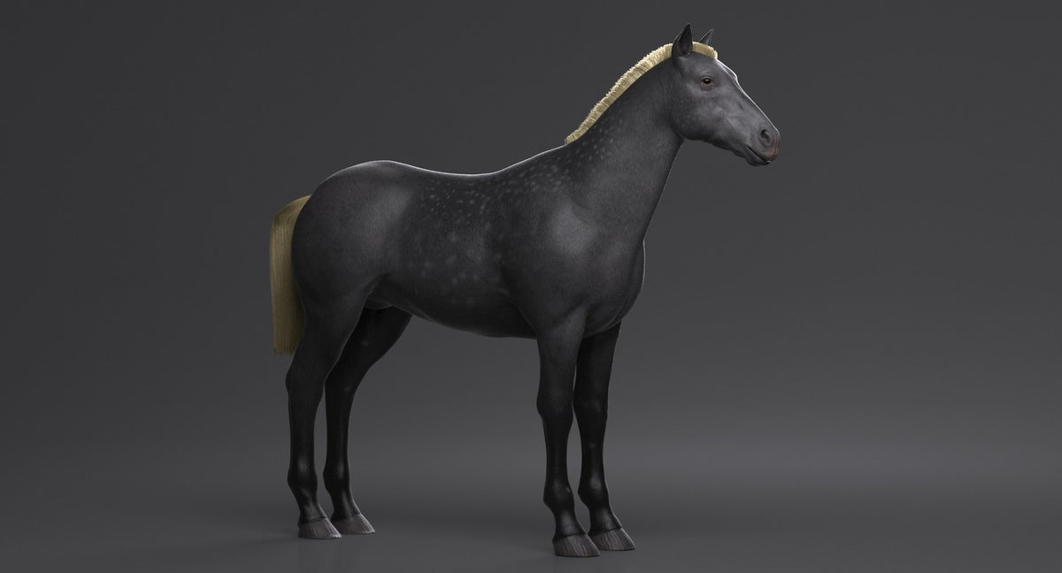 Horse Grey 3D Model