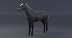 Horse Grey 3D Model Thumbnail