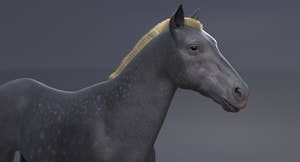 Horse Grey 3D Model Thumbnail
