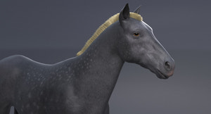 Horse Grey 3D Model Thumbnail