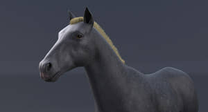 Horse Grey 3D Model Thumbnail