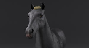 Horse Grey 3D Model Thumbnail