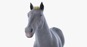 Horse Grey 3D Model Thumbnail