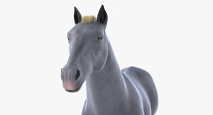 Horse Grey 3D Model Thumbnail