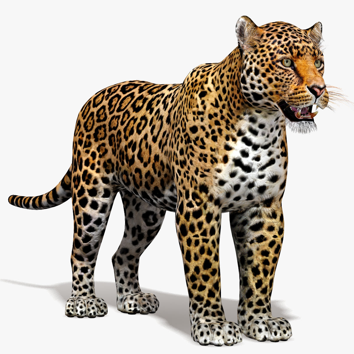 Big Cats 03 3D Model