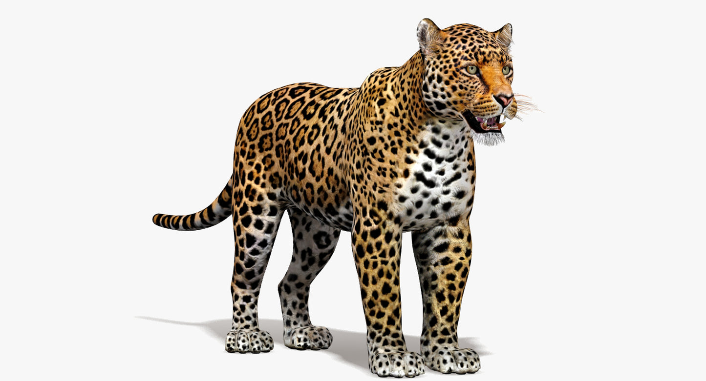 Big Cats 03 3D Model