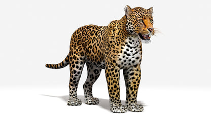 Big Cats 03 3D Model