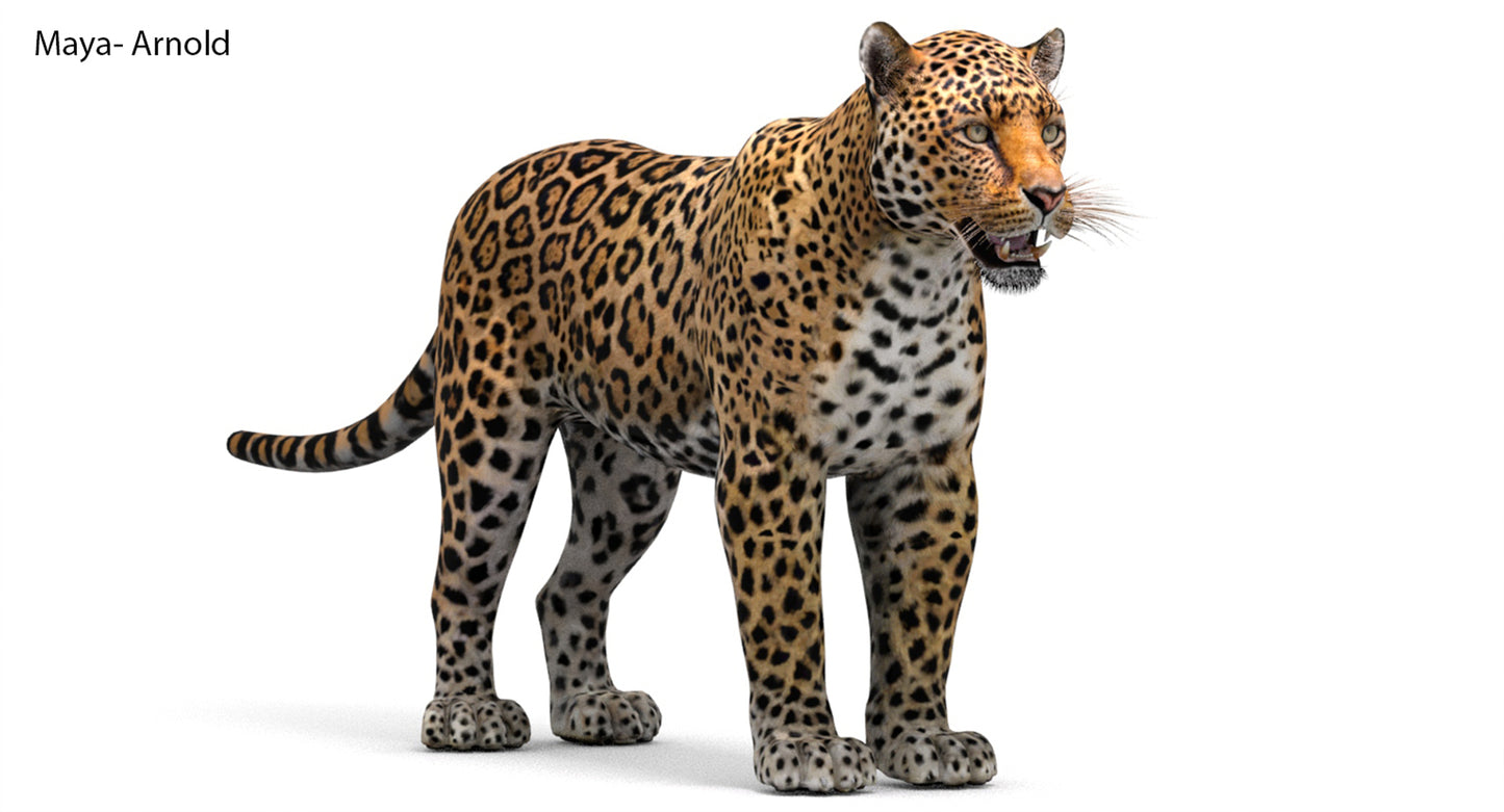 Big Cats 03 3D Model