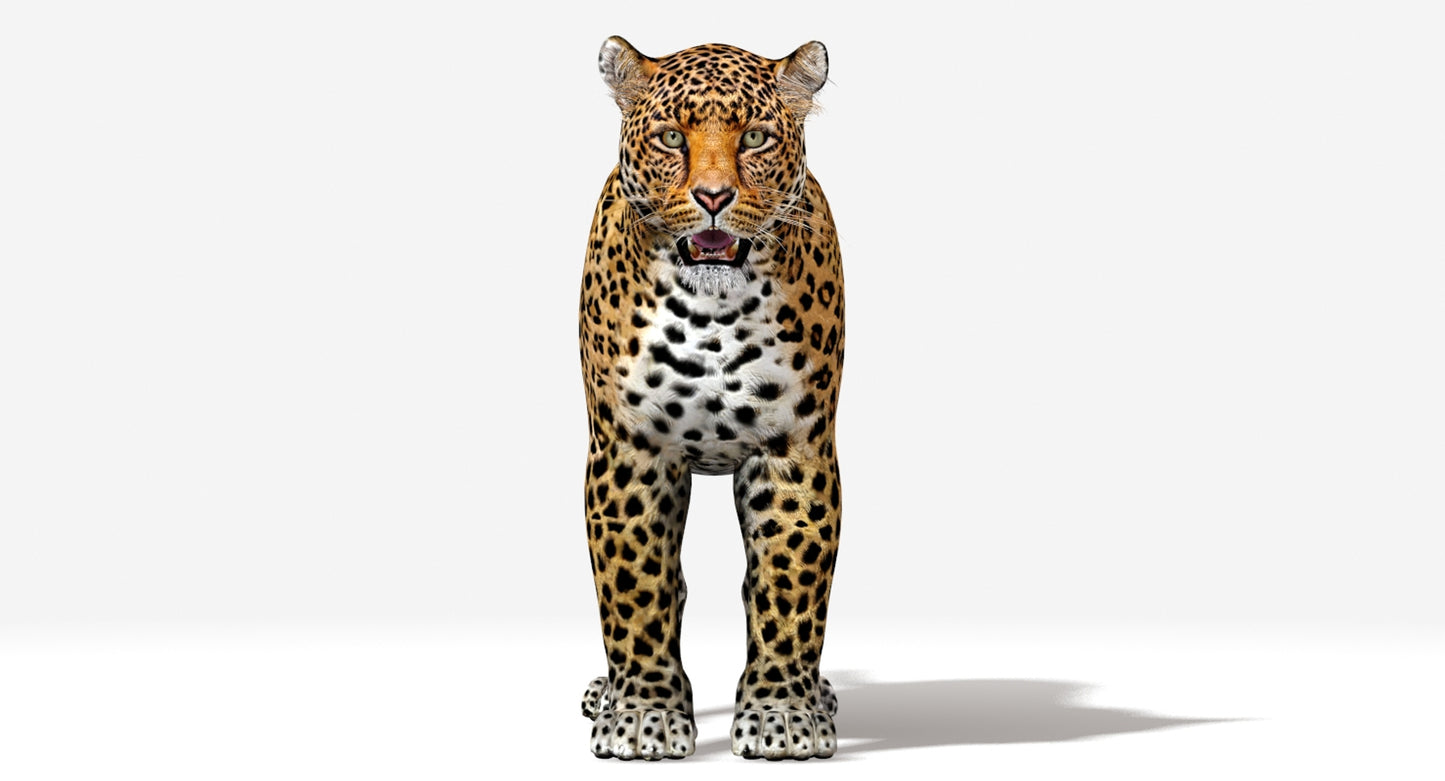 Big Cats 03 3D Model