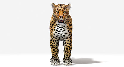Big Cats 03 3D Model