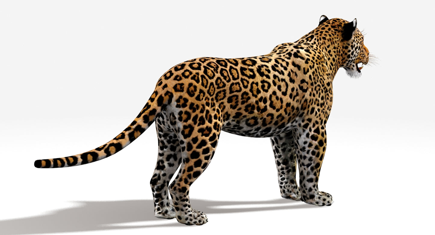 Big Cats 03 3D Model