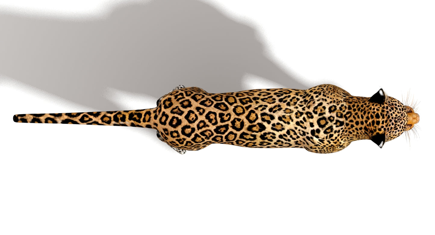 Big Cats 03 3D Model