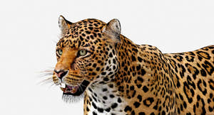 Big Cats 03 3D Model Thumbnail
