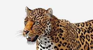 Big Cats 03 3D Model Thumbnail