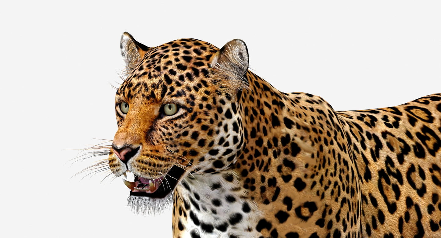 Big Cats 03 3D Model