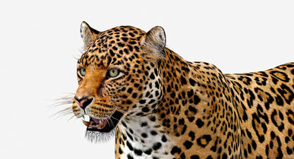 Big Cats 03 3D Model