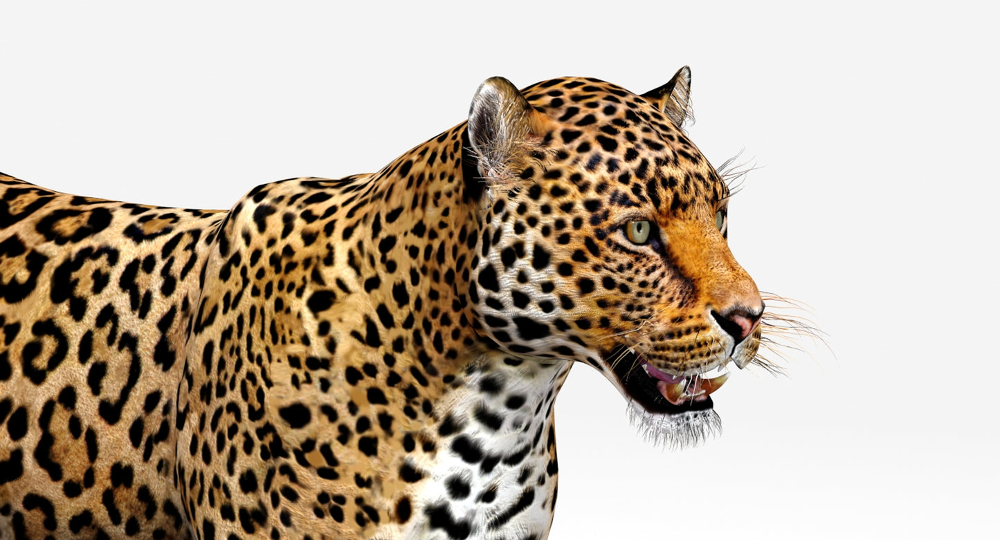 Big Cats 03 3D Model