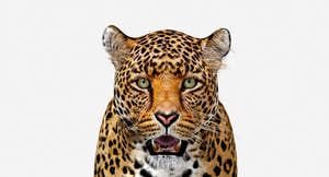 Big Cats 03 3D Model Thumbnail