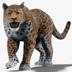 Jaguar Animated 3D Model with Fur Thumbnail