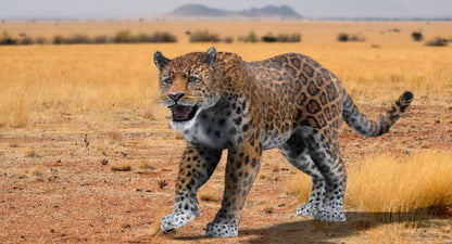 Jaguar Animated Fur 3D Model