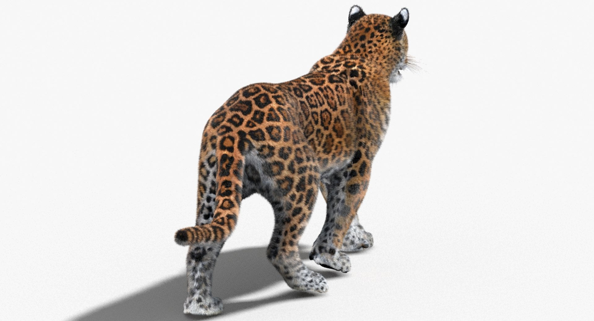 Jaguar Animated Fur 3D Model
