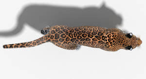 Jaguar Animated Fur 3D Model Thumbnail
