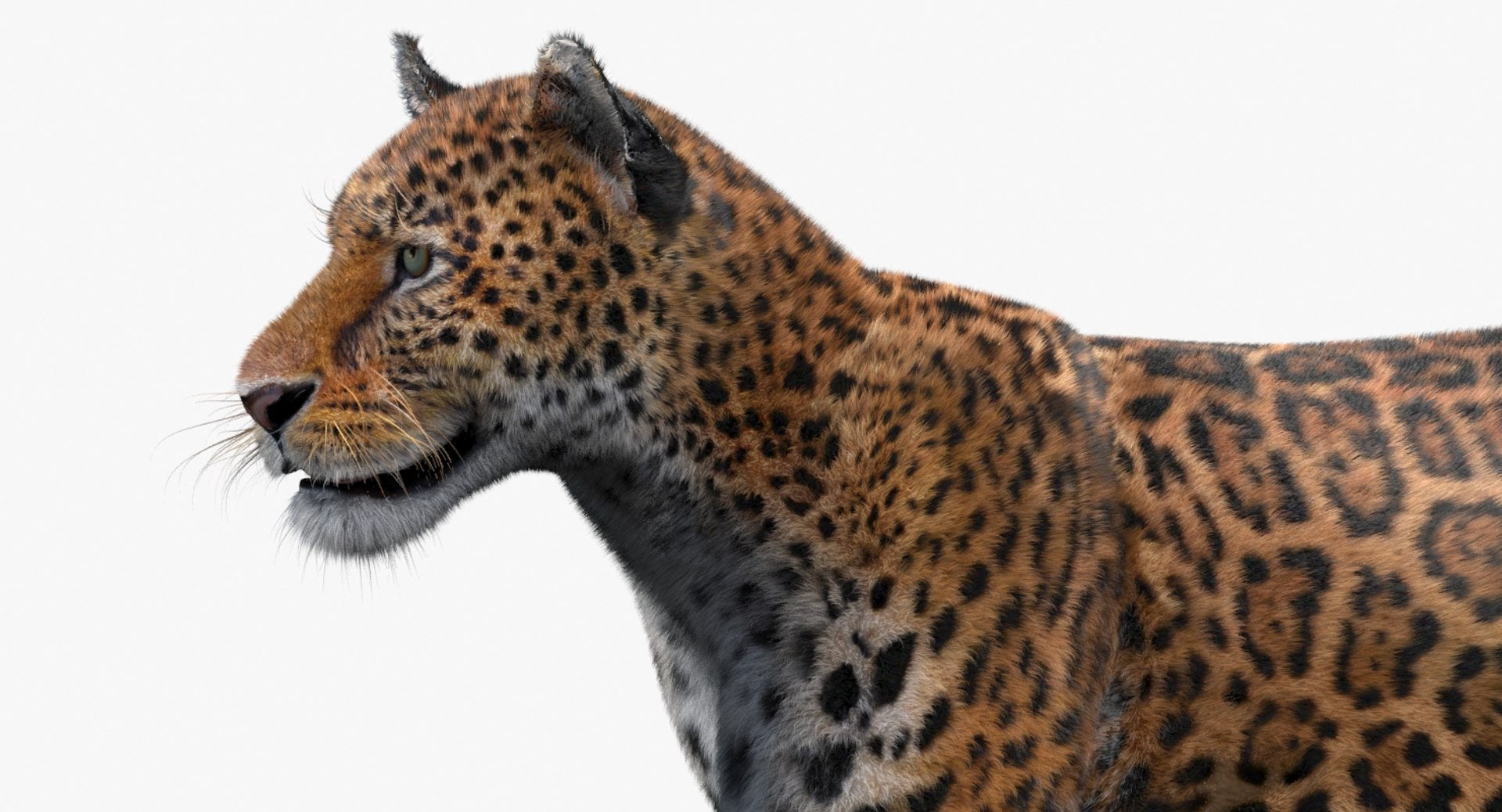Jaguar Animated Fur 3D Model