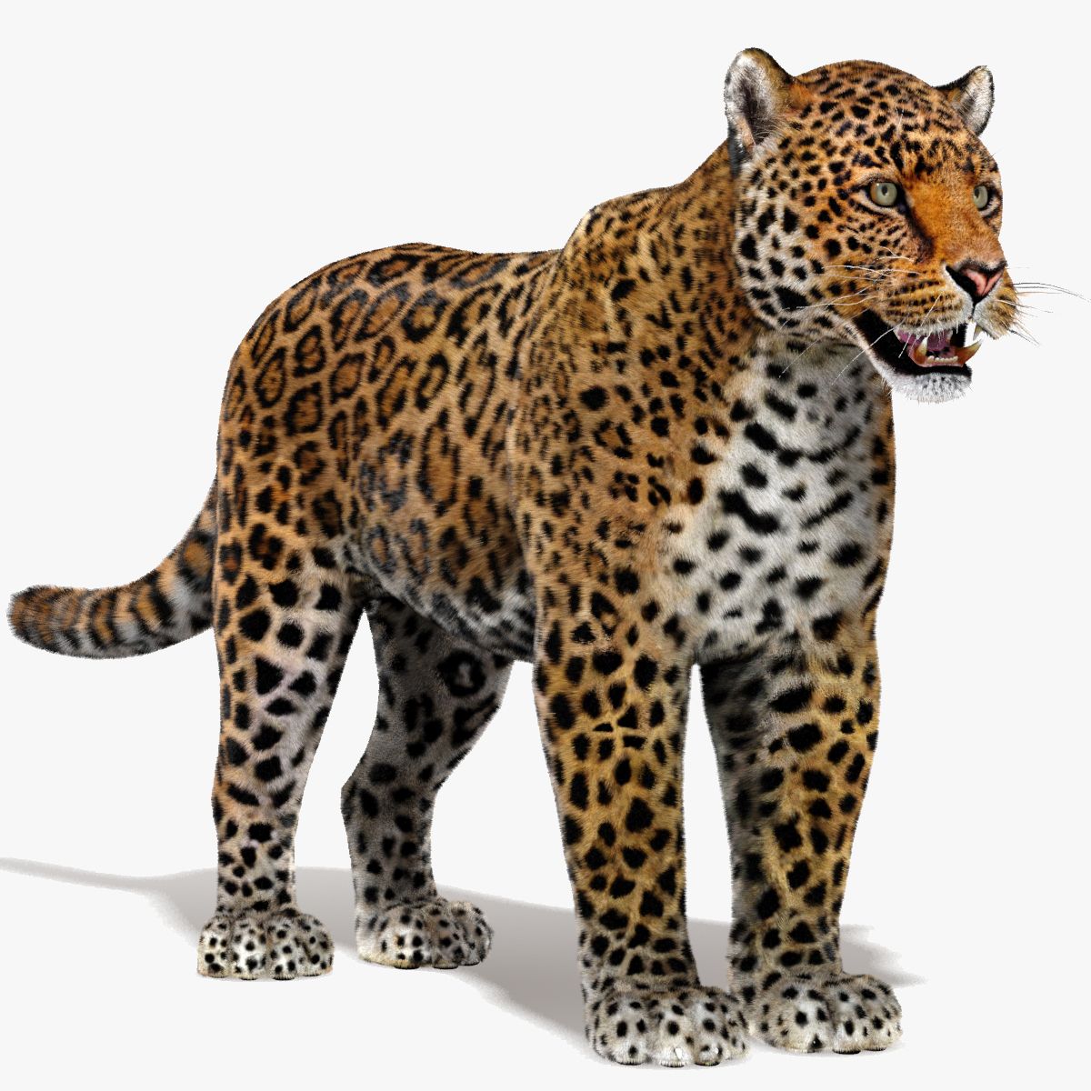 Jaguar 3D Model with Fur