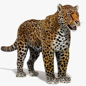 Jaguar 3D Model with Fur Thumbnail