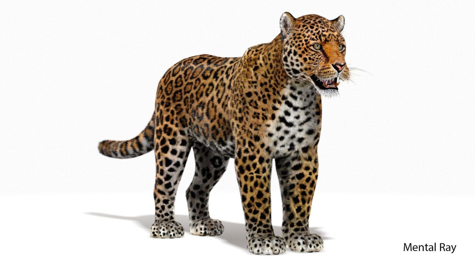 Jaguar 3D Model with Fur