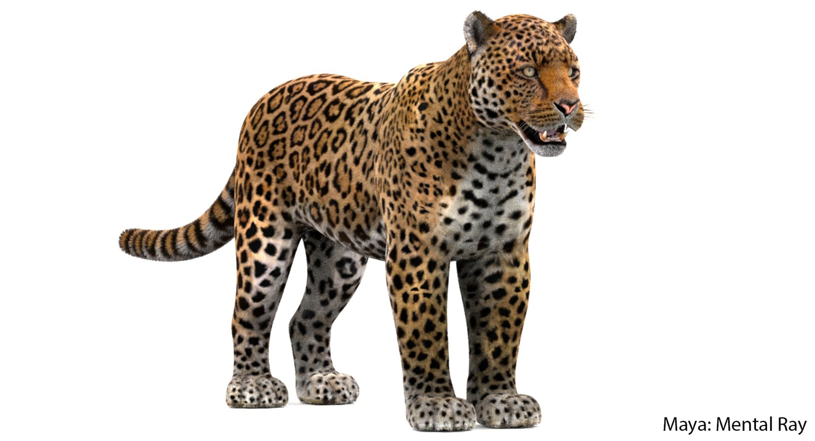 Lifelike Jaguar 3D Model with Fur -Maya: Mental Ray