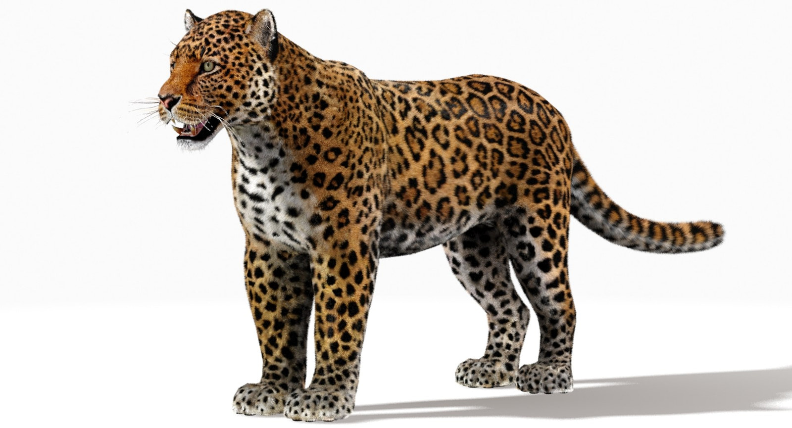 Jaguar 3D Model with Fur