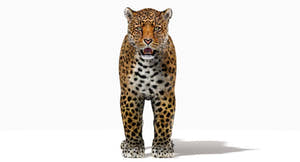 Jaguar 3D Model with Fur Thumbnail