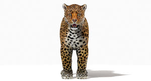 Jaguar 3D Model with Fur Thumbnail