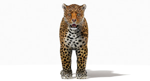 Jaguar 3D Model with Fur Thumbnail