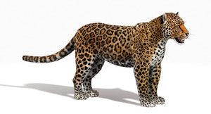 Jaguar 3D Model with Fur Thumbnail