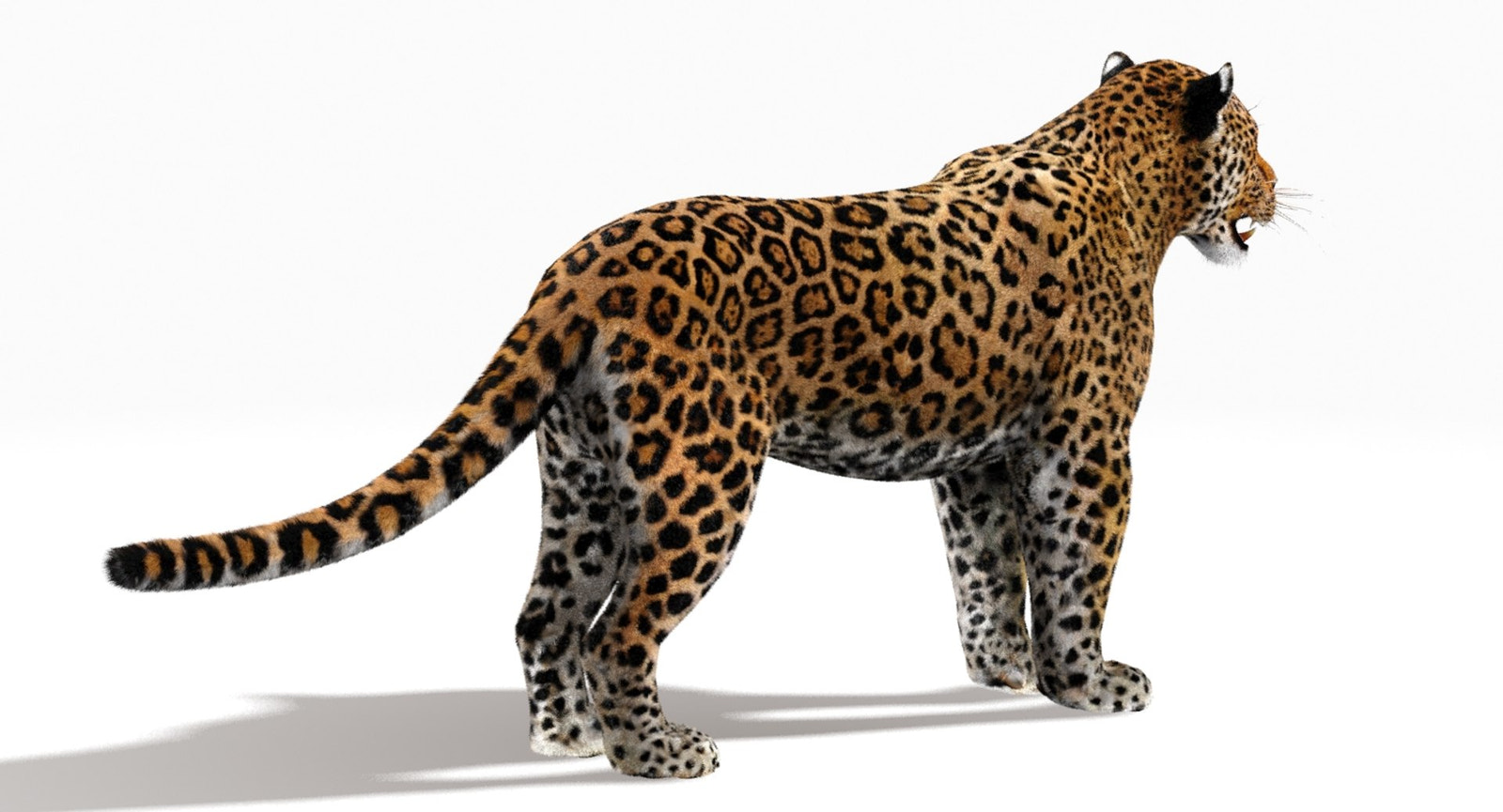 Jaguar Animal 3D Model with Fur