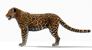 Realistic Jaguar 3D Model with Fur Thumbnail